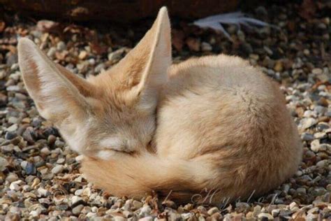 How And Where Do Foxes Sleep All About Fox Sleeping Behavior