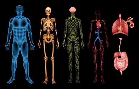 Human Body Systems 295668 Vector Art At Vecteezy