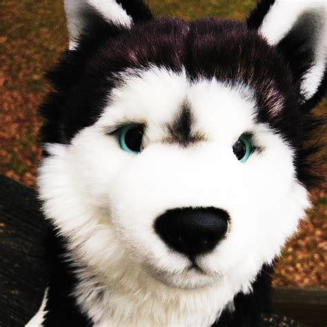 Webkinz Signature Siberian Husky Icon By Sportstar104 On Deviantart