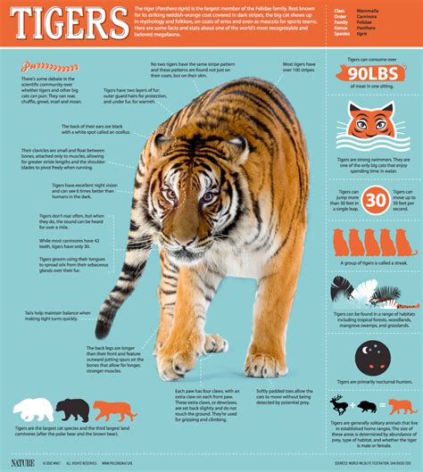 Fascinating Facts About Tigers