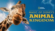 Watch Magic of Disney's Animal Kingdom | Full episodes | Disney+