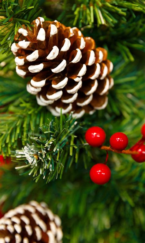 Christmas Pine Cones Free Stock Photo Public Domain Pictures