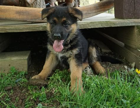 Enter your email address to receive alerts when we have new listings available for black german shepherd puppies for sale. German Shepherd Puppies For Sale | Baltic, OH #297479