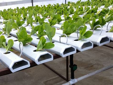 Nft Hydroponic Gardening System For Strawberry And Lettuce Growing