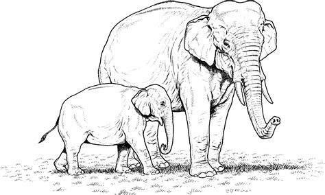 Dibujo Para Colorear El Elefante Africano A Dibujos De Elefantes