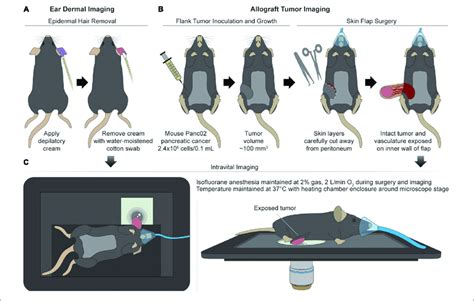Mouse Surgical Preparation And Intravital Imaging Setups A Ear