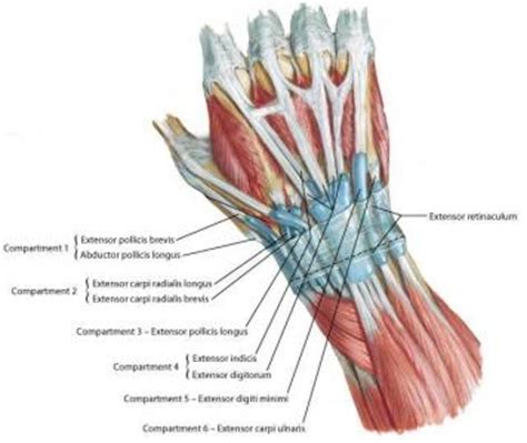 The two most common types of tendinitis are on the rest the your forearm. the posterior forearm at Marquette University - StudyBlue