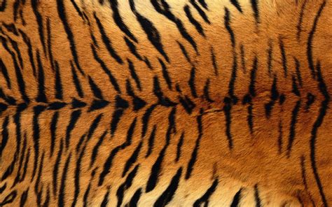 Tiger Print Wallpapers Top Free Tiger Print Backgrounds Wallpaperaccess