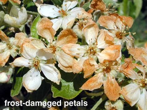 Apr 03, 2021 · we assessed the damage for 30 flowers collected from different branches and trees. 05/10/01: Frost/Freeze Injury to Tree Fruit