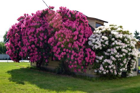 The Outlaw Gardener The House Eating Rhododendron