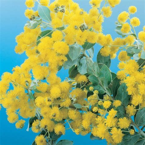 Queensland Silver Wattle