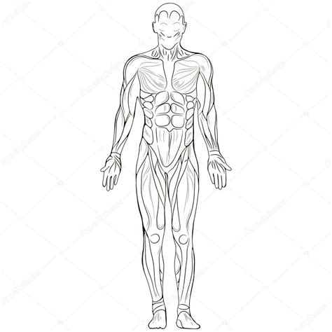 Illustration With Silhouette Of Human Body — Stock Vector © Vareennik