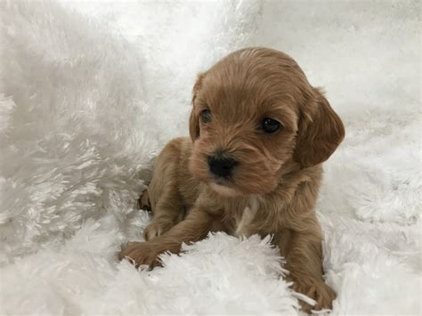 If so click here to browse all of our adorable puppies ready to find a new home. Cavapoo Puppies For Sale | Plain City, OH #301865
