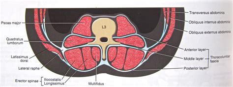Notes On Anatomy And Physiology The Thoracolumbar Fascia