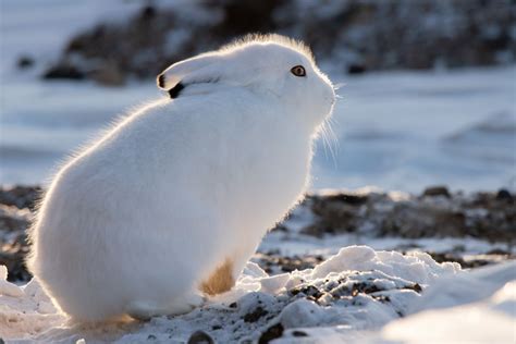 Arctic Hare Animals Arctic Habitat Arctic Hare