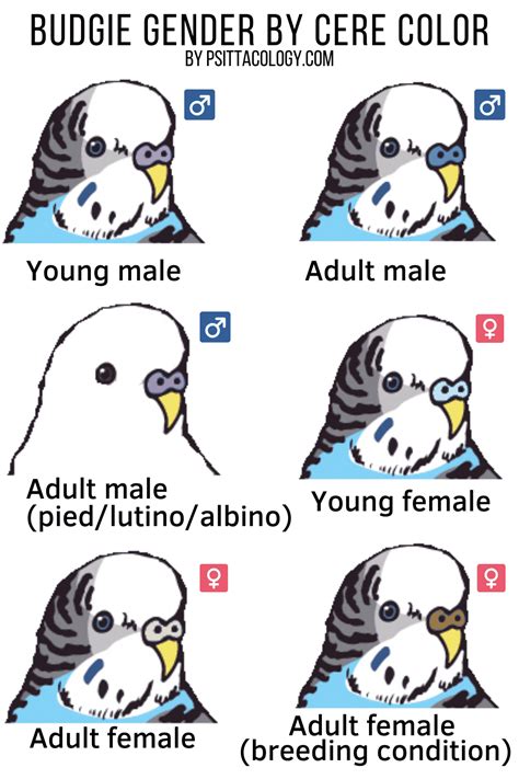 How To Tell The Gender Of A Parakeet With Chart Psittacology