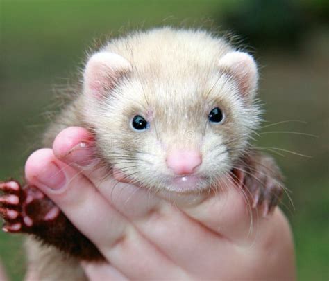 Person Holding Ferret Stock Image Image Of Mustela Looks 8365779