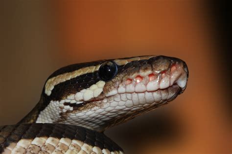 Wallpaper Id 287108 Snake Ball Python Python Regius Beauty Golden 4k