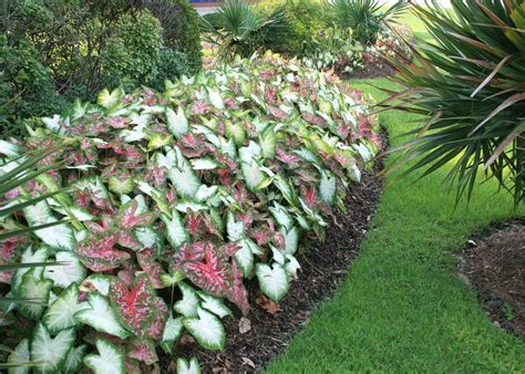 Caladiums Bring Color Into Shady Landscapes Mississippi State