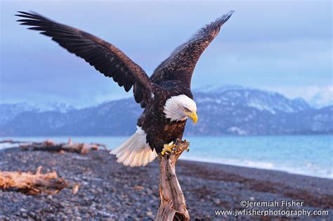 Eagle Landing By Jwfisher On Deviantart