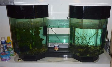 Double Hexagon Acrylic Fish Tank With Transfer Tubes In Newport Gumtree