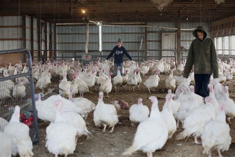 This Small Pa Turkey Farm Processes 4 400 Turkeys In Four Days It’s Not For The Weak Hearted