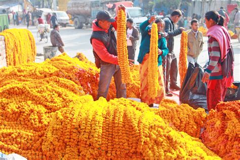 Marigold Garlands Worth Rs 6 Million To Be Imported This Tihar The