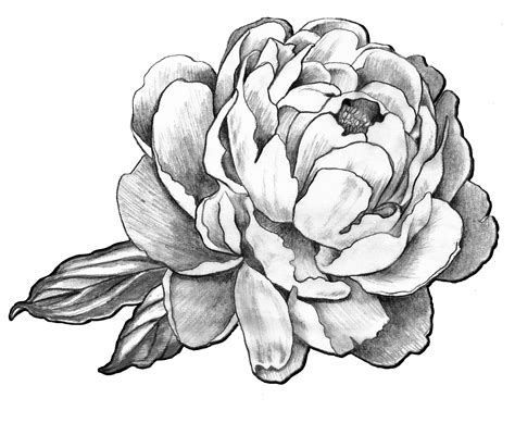 Pin By Savannah Hagwood On Tattoo Love Peony Drawing Flower Shoulder