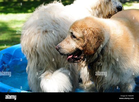 Dog Dogs Playing In Backyard Swimming Pool Stock Photo Alamy