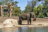 6 San Diego Zoo Tours That Elevate Your Visit - La Jolla Mom