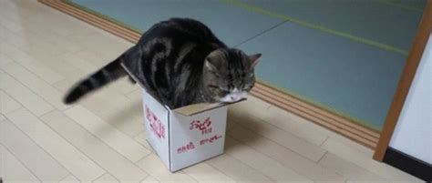 20 Of The Funniest Pictures Of Cats In Boxes