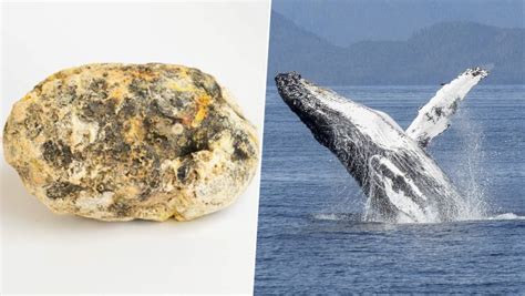 Whale Vomit Worth Rs 13 Crore Smuggled In Mumbai Know About The Rare