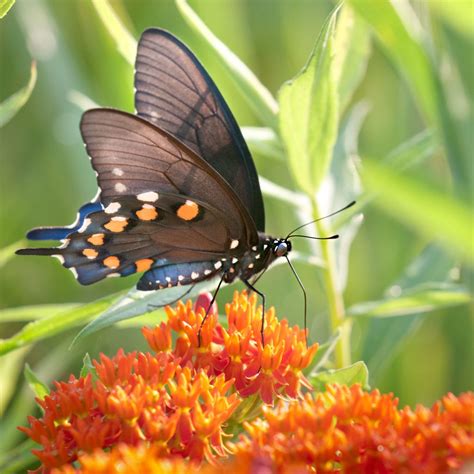 Pipevine Swallowtail Prairie Garden Trust