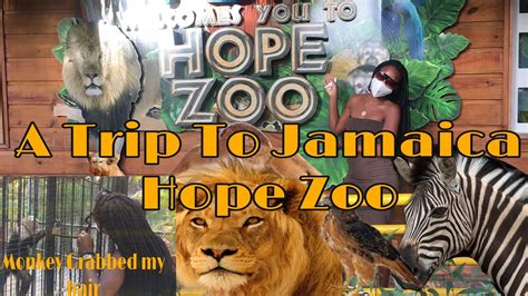 Jamaica Hope Zoo Kingston Vlog Monkey Grabbed My Hair Must