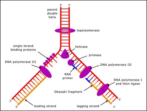 Dna Replication Labelled Diagram