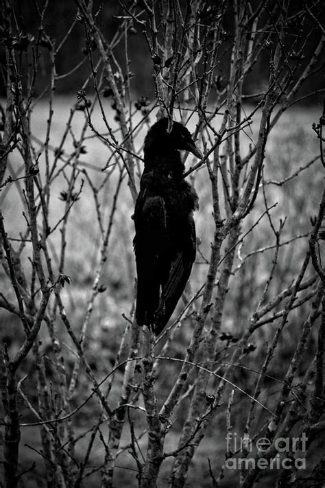 Dead Crow Photograph By Fineartroyal Joshua Mimbs Fine Art America