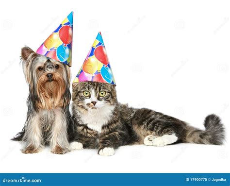 Cat And Dog In Party Hat On A White Background Royalty Free Stock Photo