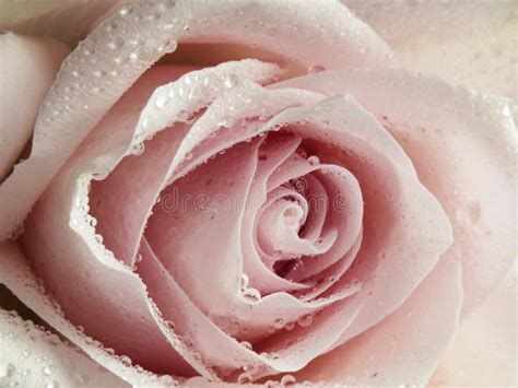 Closeup Photo Of A Pale Pink Rose Stock Image Image Of Decor Studio
