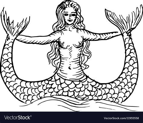 Mermaid Or Siren Royalty Free Vector Image Vectorstock