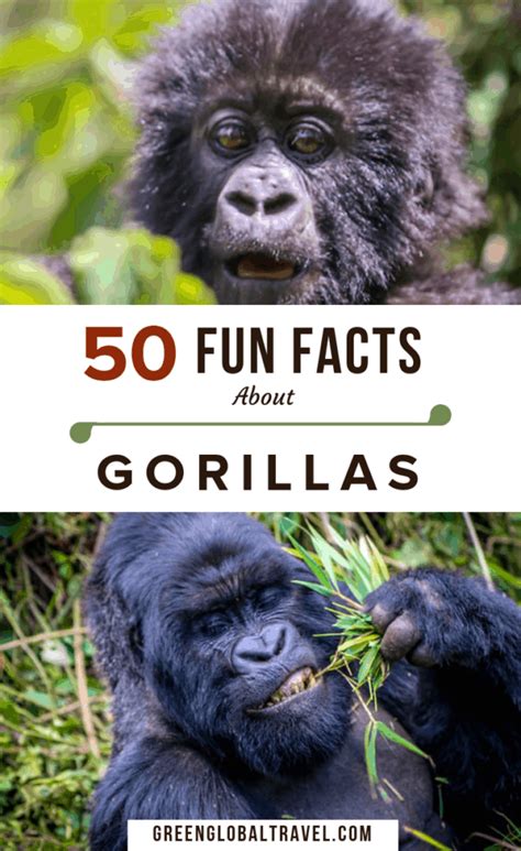 50 Interesting Facts About Gorillas