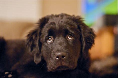 Brown Newfoundland Puppy Hi Res 720p Hd