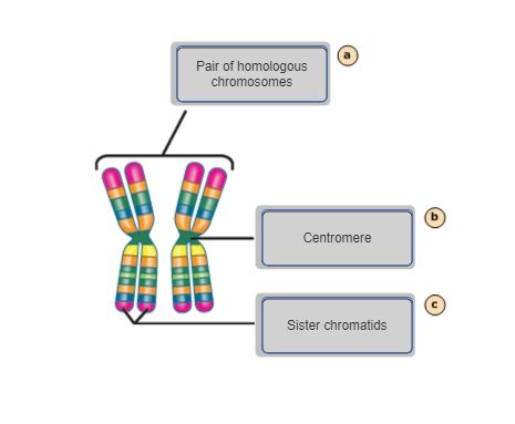Top 132 Chromosome Structure Animation Lifewithvernonhoward Com