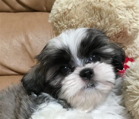 With their breeder, waiting for you! Malshi or Maltese Shih Tzu female for sale in Florida ...