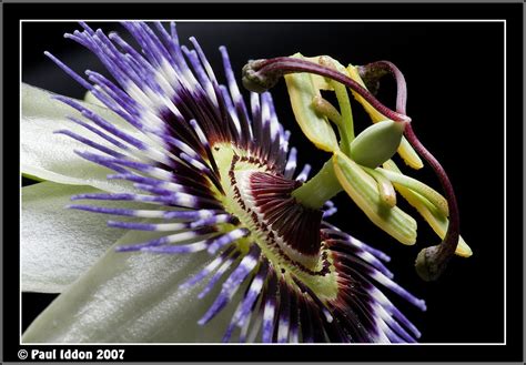 Blue Passion Flower Passiflora Caerulea Best Viewed On B Flickr