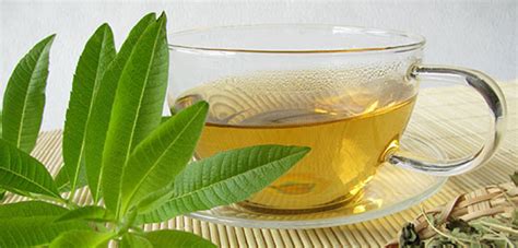 Gesunder Verveine Tee Und Seine Beruhigende Wirkung Vinzee Online Magazin