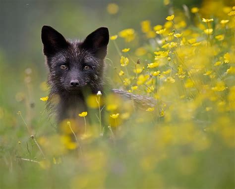 15 Beauty Photo Of Rare Black Foxes 99inspiration