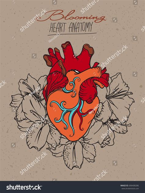 Stylized Anatomical Human Heart Drawing Heart With White Lilies In