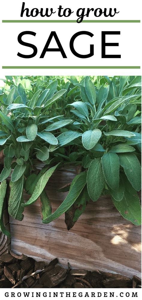 How To Grow Sage Tips For Growing Sage With Images Growing Sage