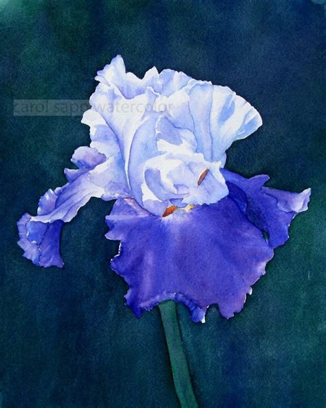 Iris Watercolor By Carol Sapp Watercolor Tulips Botanical Watercolor