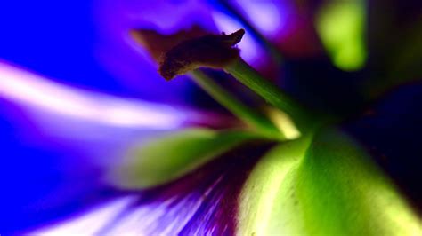 Close Up Violet Flower Macro Free Photo Download Freeimages